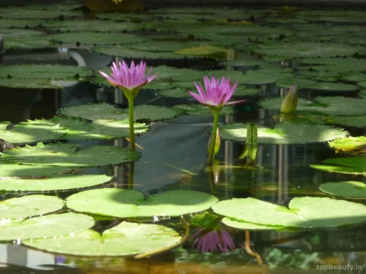 Purple Lotus, Lucknow - Photo 2