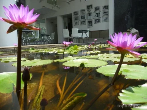 Purple Lotus, Lucknow - Photo 8